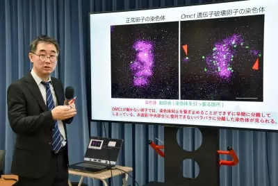 Japanese researchers discover protein that may shed light on fertility decline