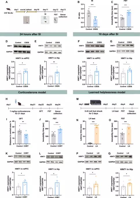 HINT1 in ventral hippocampal GABAergic neurons mediates depressive-like behaviors