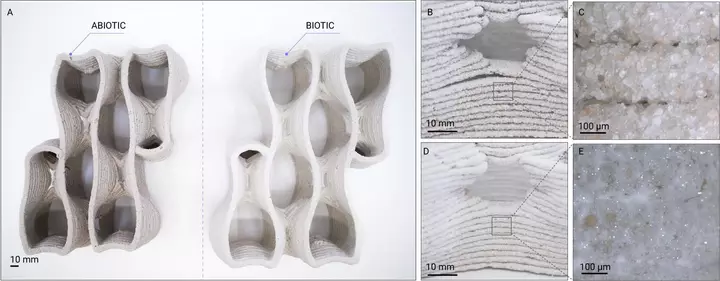Bacteria turn 3D-printed sand into solid building elements