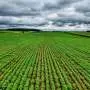 Researchers produce urea in the field using system powered by biobatteries and solar energy
