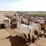 Drought forces livestock farmers to make tough decisions: Our model shows the impact on inequality