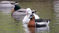 Avian flu and costs among reasons for loss of captive birds at Castle Espie