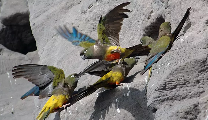 Loud, colorful and on edge: The lives of Argentina’s burrowing parrots