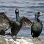 Birds are among Earth's most important nutrient movers