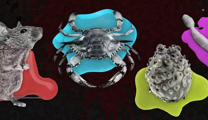 The bloody palette of the animal kingdom