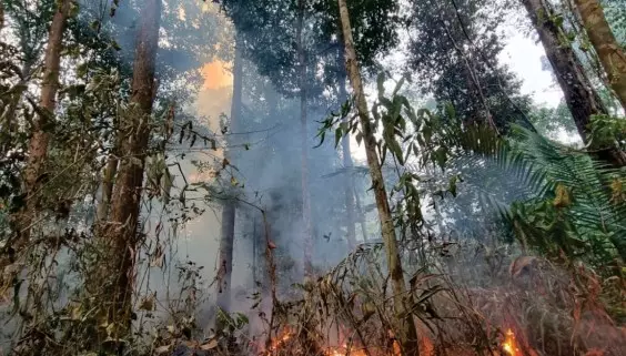 Our Planet’s Lungs Are Suffering