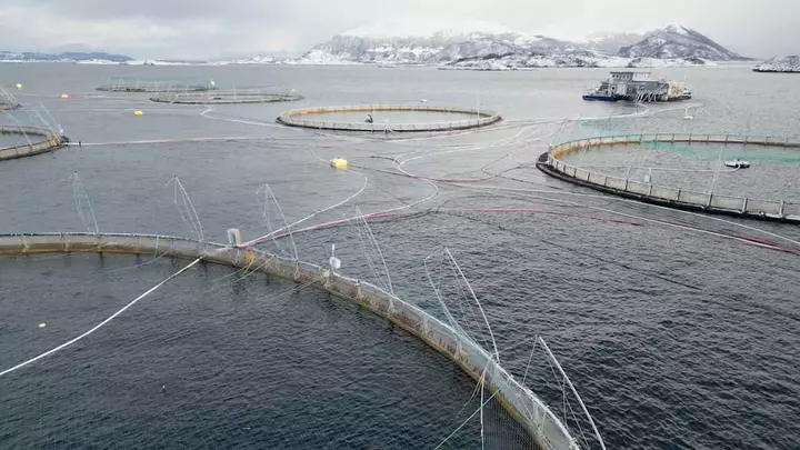 Salmon producers start feeding chicken to fish