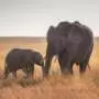 Researchers are ignoring most living things: Analysis finds vertebrates dominate biodiversity research