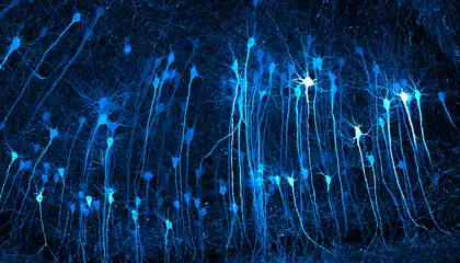 See the Scientific and the Mundane Become Surprisingly Dazzling When Viewed Through a Microscope, From Neurons to Ballpoint Pens