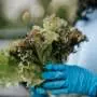 Q&A: How does technology help track foodborne pathogens and outbreaks?