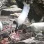 'Silent' vultures turn out to use a wide range of sounds to communicate