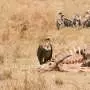 Australian scavengers don't just eat everything and slink away. They approach a carcass like a buffet