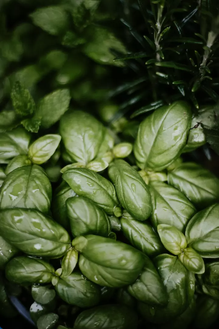 Bazilikın 7 Sağlamlıq Fərqi, Antioxidantlardan Stres Azadlığına Qədər