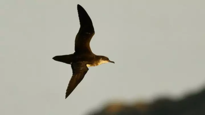 Seabirds get jet lag, too — and it can throw them a bit off course