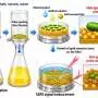 Plasmonic coating on bacterial surfaces paves the way for rapid sepsis diagnosis