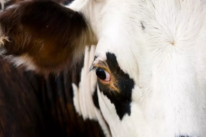 Cows on the Loose in Kansas City After Truck Carrying Over 120 Crashes