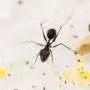 Ants prioritize brain energy during starvation, echoing pattern seen in humans