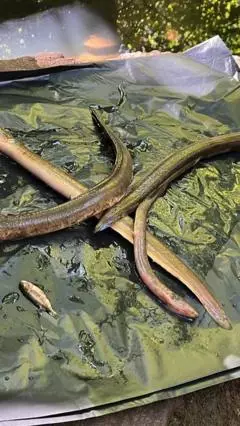 Industrial fire linked to fish and eels' deaths