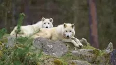 Girl seriously injured in wolf attack at German wildlife park