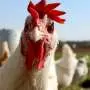 Why haven't farm animals evolved against humans? A biologist explains why there won't be a chicken uprising anytime soon