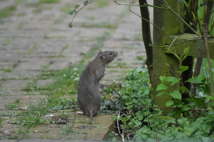 The politics of city rats: What urban rodents tell us about housing and sanitation