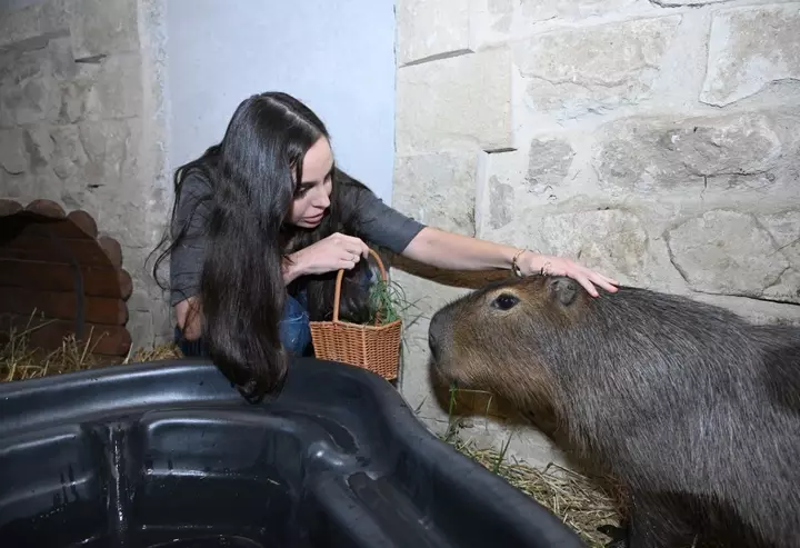 Leyla Əliyeva "Capybara Azerbaijan" fermasında