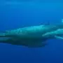 Marine heat waves suppress nutrient use, reproductive flexibility in humpback whales