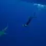 How shark ecotourism sparks long-term conservation
