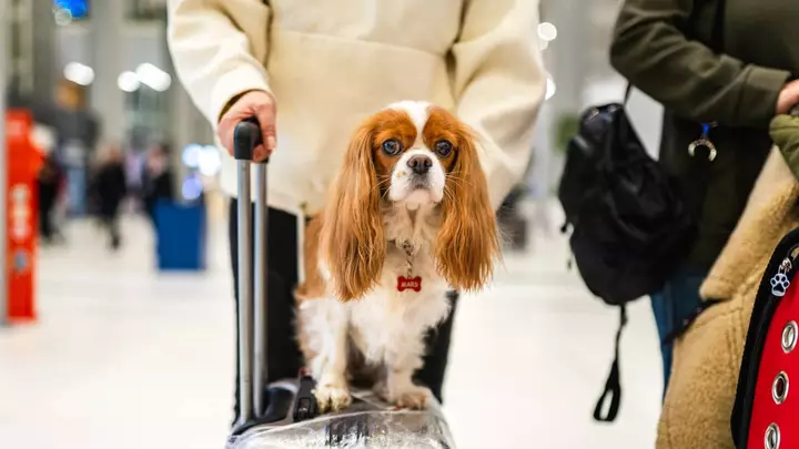 The Best U.S. Airline for Flying With Pets This Christmas