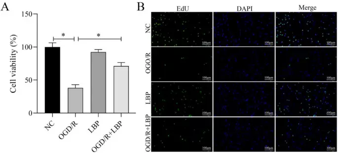 Lycium barbarum polysaccharides protect ischemic brain injury through regulating RPLP1 expression on ischemia-reperfusion nerve cells