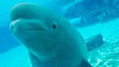 The uncertain future of Canada's 30 rescued belugas