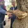 False lingzhi unmasked: Scientists crack the 245-year mystery behind a medicinal mushroom mix-up