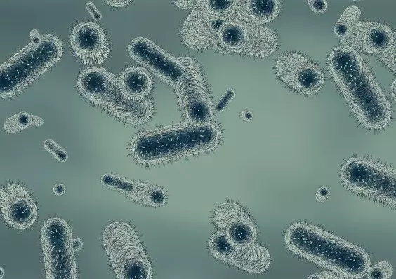 The Death of a Russian Plague Researcher, Explained by a Microbiologist