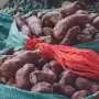 One-third of food is lost or wasted: How to help farmers cut postharvest losses