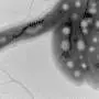 Measuring deep-ocean oxygen with microscopic magnetic fossils