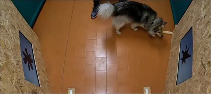 Your dog may link sounds with shapes, just like you do