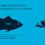 Ocean discovery: Pacific bluefin tuna confirmed in Victorian waters