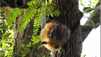 Madagascar's Giant Bats Seem to Be Shrinking. After Measuring 121 Specimens, Scientists Suggest Hunting by Humans Is to Blame