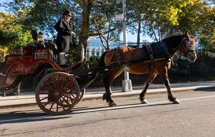 Trump Slams Mamdani Ban on NYC’s Horse-Drawn Carriages: 'Great Tradition'