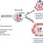Chemical surroundings, not size alone, help glucose-processing enzyme stay active as temperatures rise