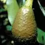Research tackling immature fruit drop in avocado trees