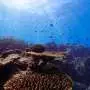 Australian coral reefs face risk of collapse within 50 years without drastic action, global assessment finds
