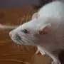 Scientists are growing human brain tissue in living mice—could this make their welfare harder to assess?