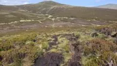 Rewilding project aims to restore peatland