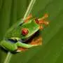 Researchers discover why some frogs have escaped the current amphibian mass extinction