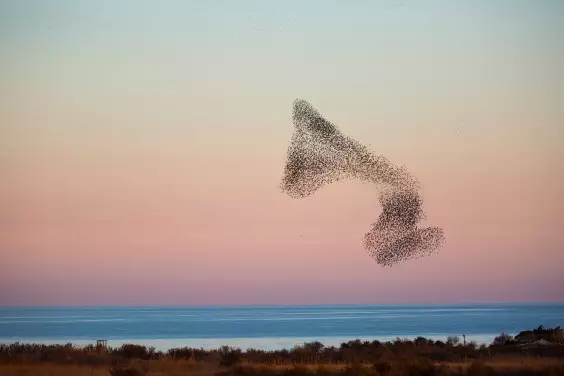 Dear Human, Poetry Might Save Us from the Apocalypse