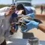 Relocating amphibians and reptiles to make way for human development rarely delivers long-term conservation success