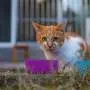 Can cats really thrive on vegan diets? Professor Andrew Knight responds to critics