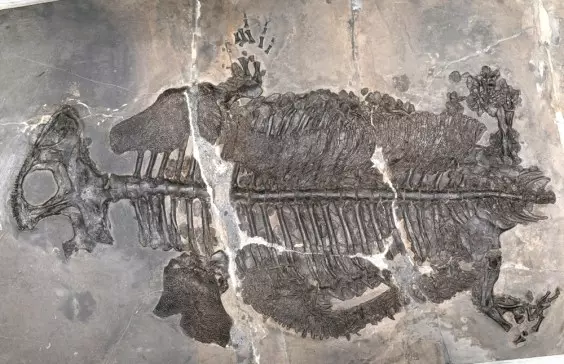 This Prehistoric Creature is the Only Ocean-Dwelling Amphibian Ever Discovered