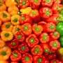 Bell pepper colors reveal differences in sweetness, nutrients and ripeness